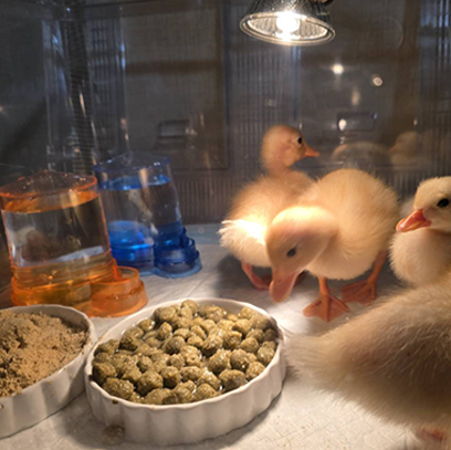 アヒル・コールダック飼育繁殖·ヒナにも】 プロ用3種セット 1kg×3袋